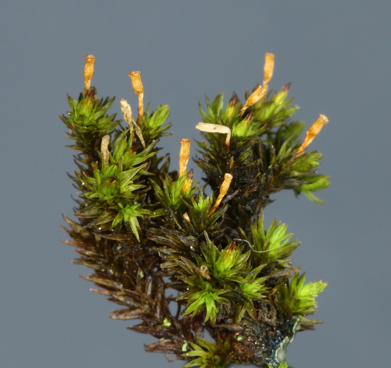 Ulota drummondii